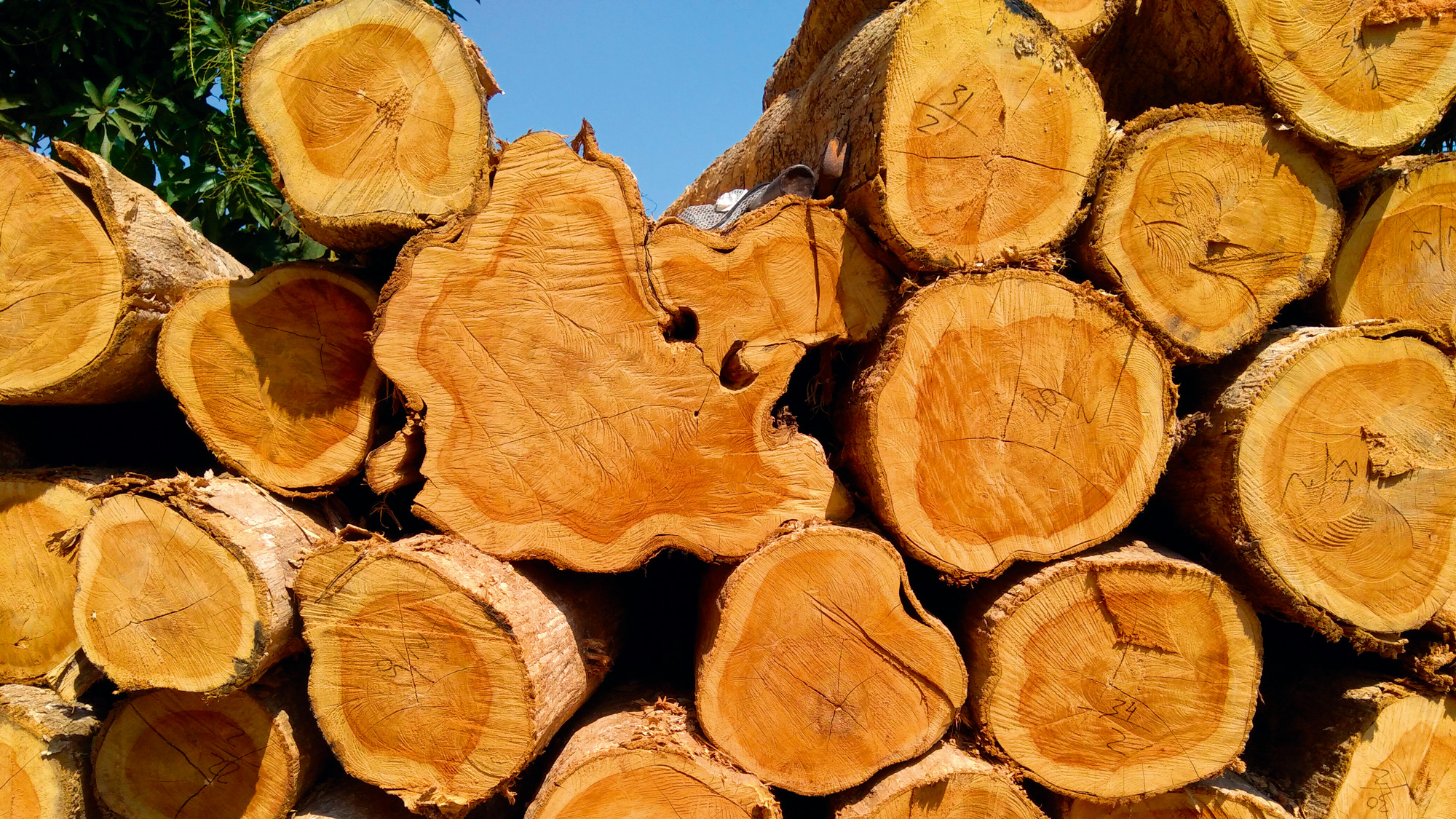 Chi tiết vân gỗ Teak tự nhiên